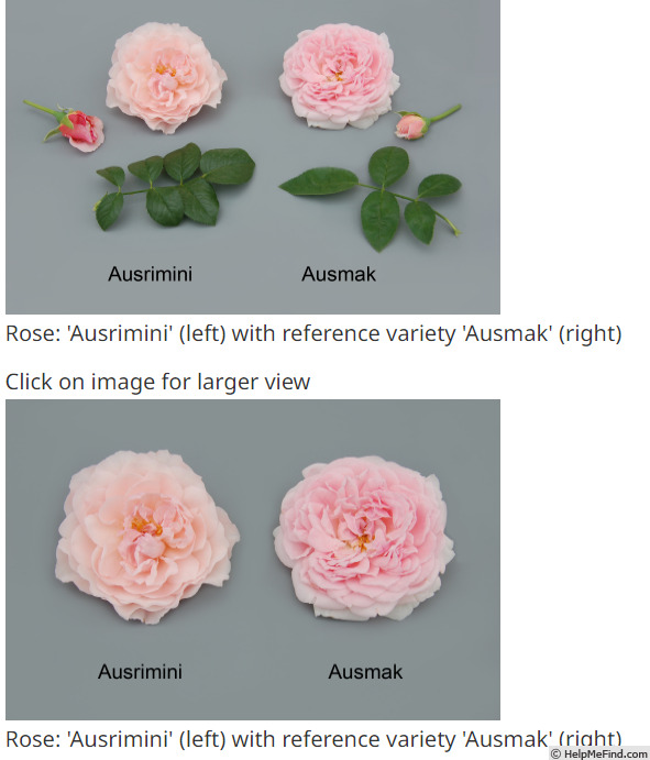 'AUSmak' rose photo