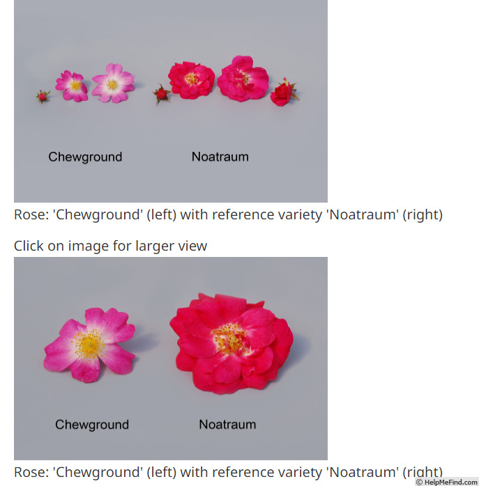 'NOAtraum' rose photo