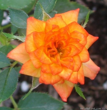 'Ring of Fire ™ (Miniature, Moore, 1986)' rose photo