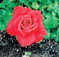 'Dickson's Red' rose photo