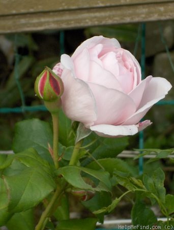 'Nahéma' rose photo