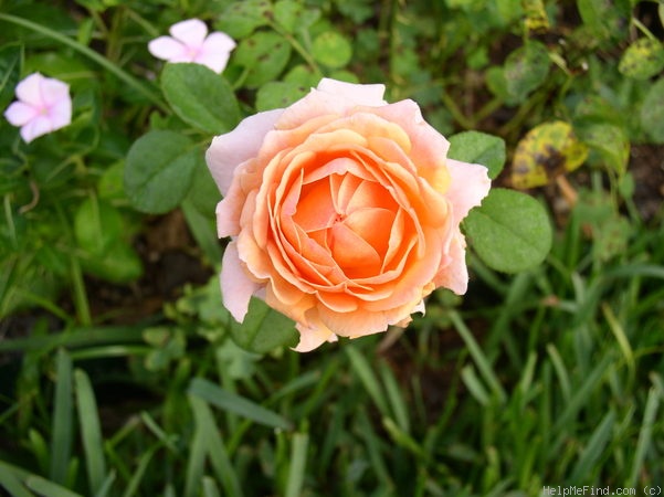 'Queen Nefertiti' rose photo