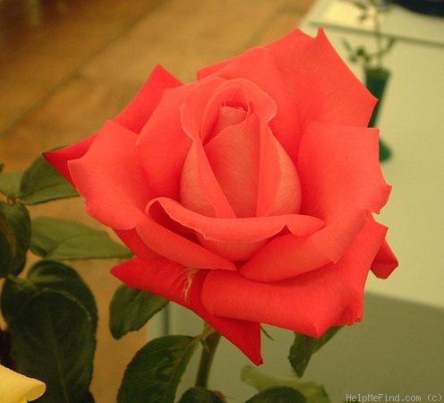 'Stephanie Diane' rose photo