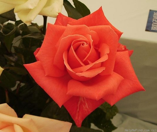 'Stephanie Diane' rose photo
