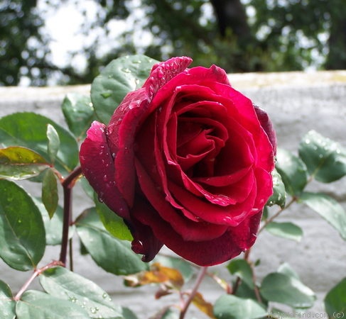 'Mr. Lincoln' rose photo