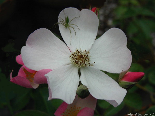 'Lyda Rose' rose photo