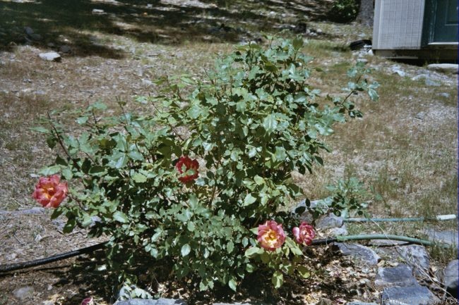'Rio Samba ™' rose photo