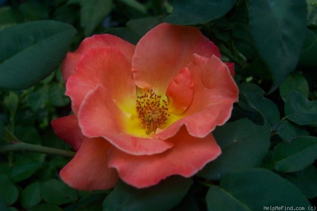 'Orange Waves' rose photo