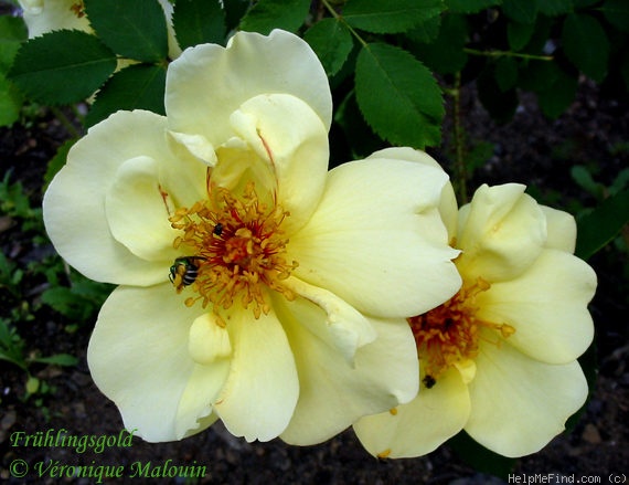 'Frühlingsgold' rose photo