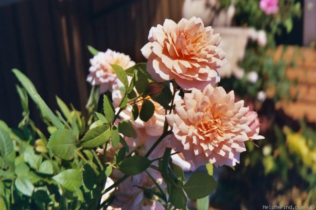 'AUSkeppy' rose photo