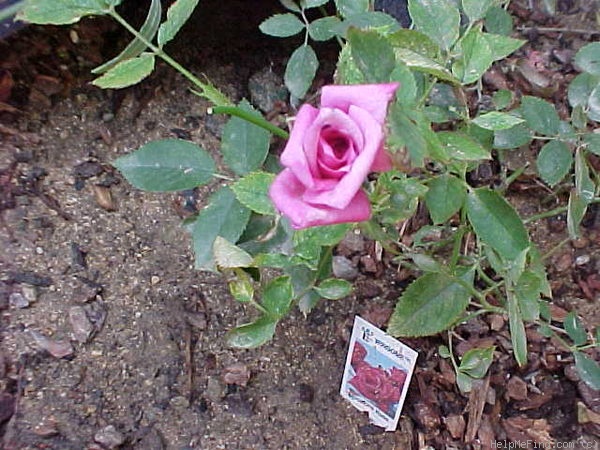 'Winsome ™ (miniature, Saville 1984)' rose photo