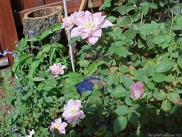 'Scentsational ™' rose photo