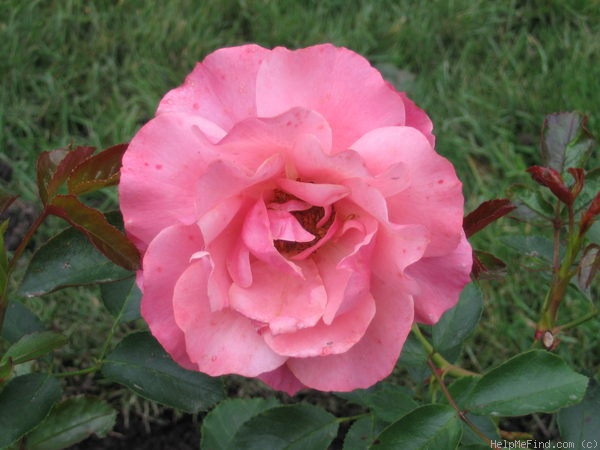 'Botticelli ®' rose photo