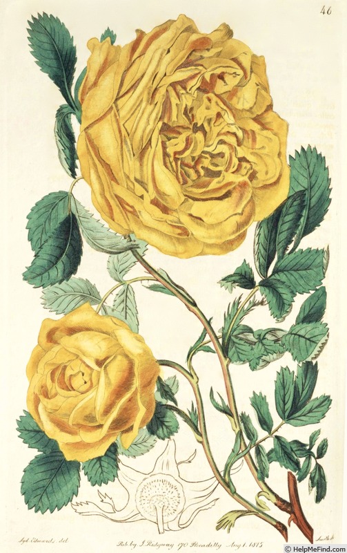 '<i>Rosa sulphurea</i> Ait. Synonym' rose photo