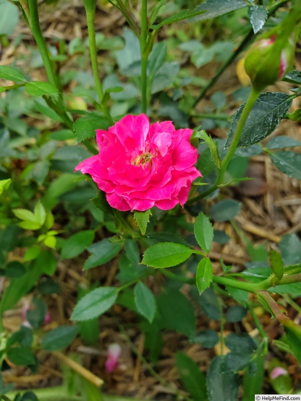 'Red Fairy' rose photo