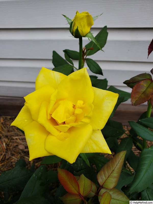 'Sunbright ®' rose photo