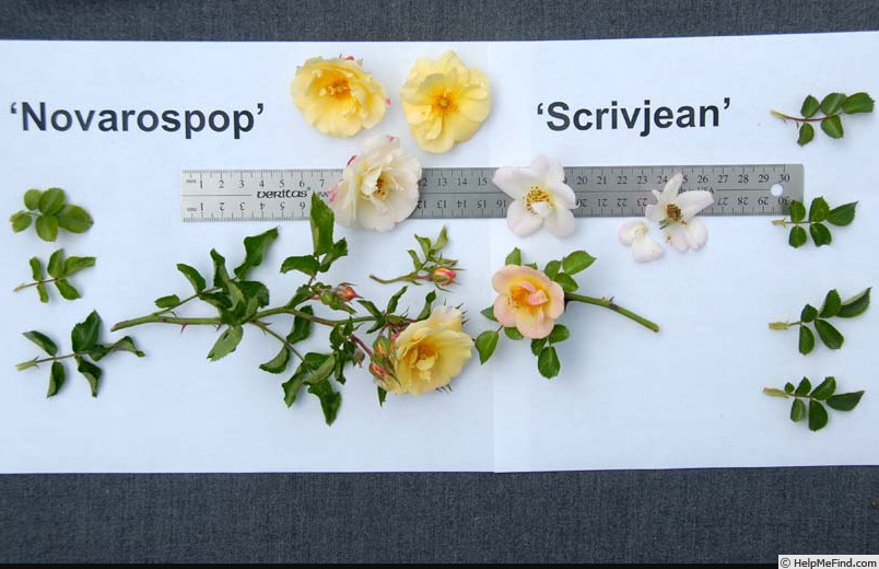 'Scrivjean' rose photo