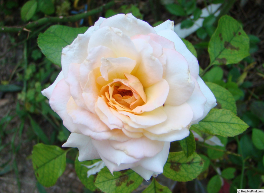 'Rosa Márk Gergely' rose photo