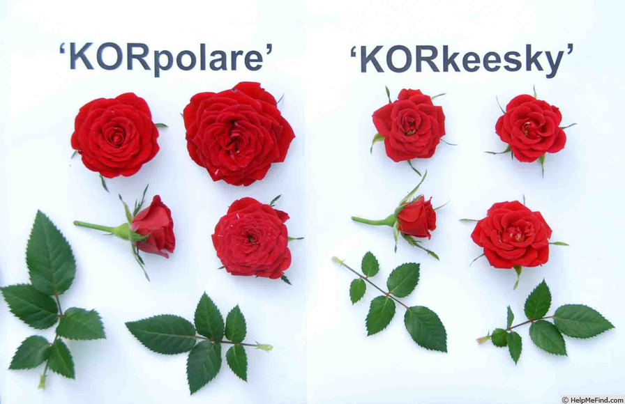 'KORkeesky' rose photo