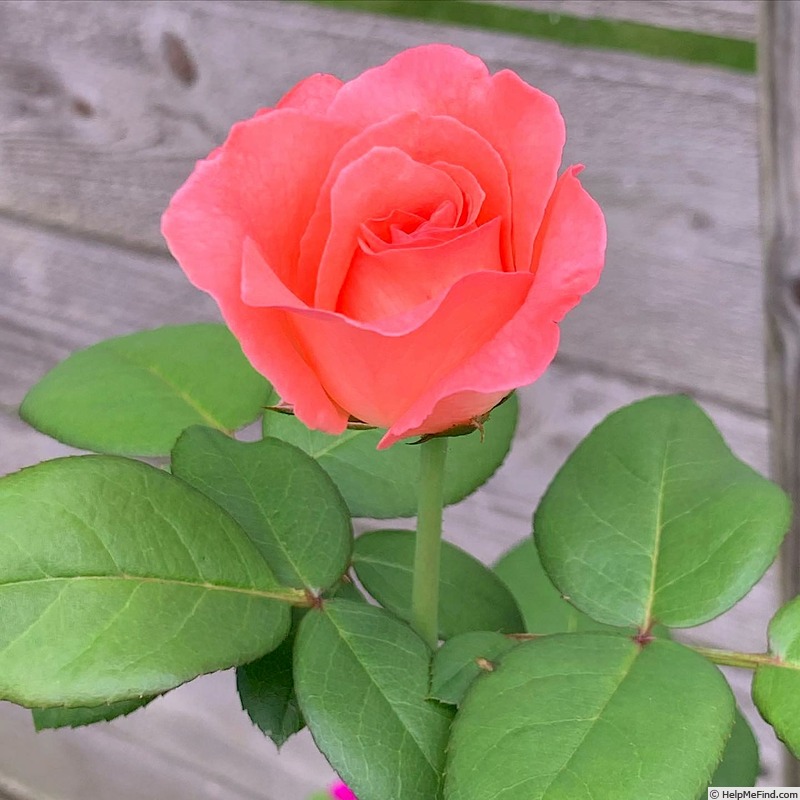 'Pink Panther ®' rose photo