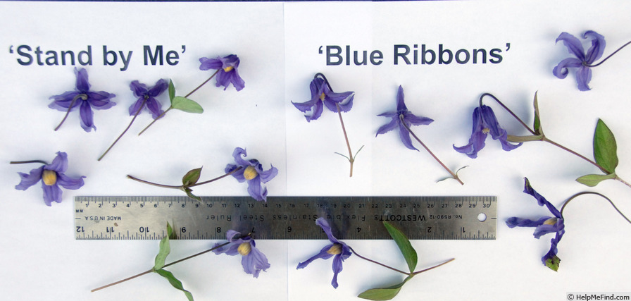 'Blue Ribbons' clematis photo