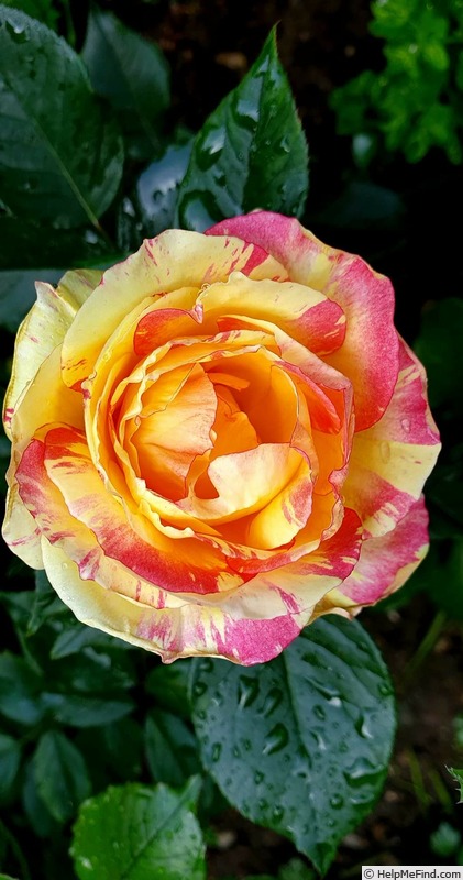 'Absolutely Crackers' rose photo
