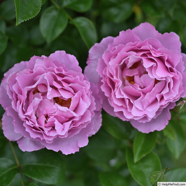 'DELdentros' rose photo