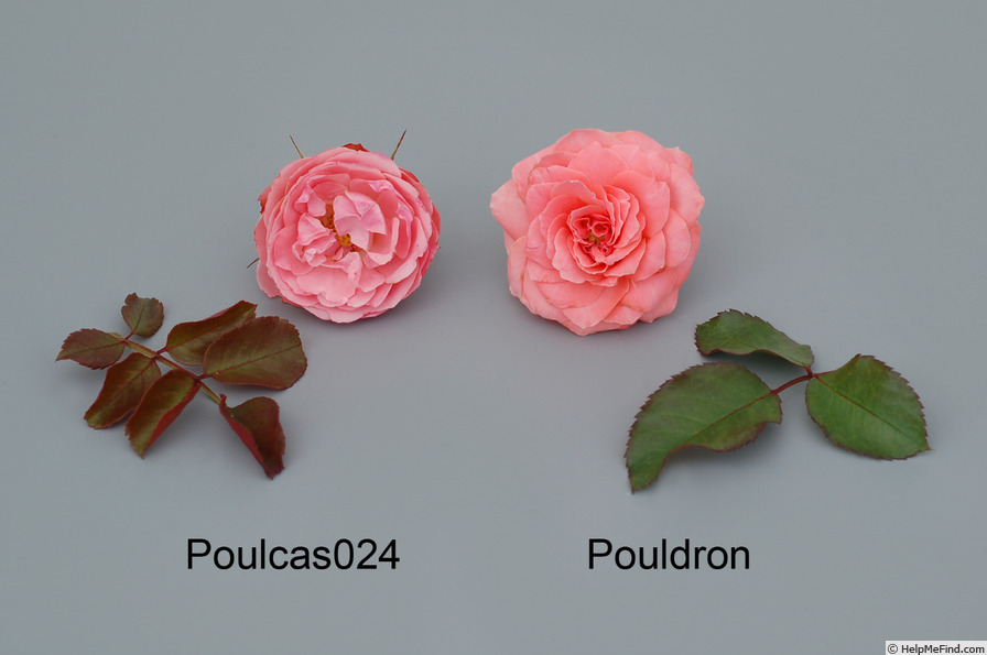 'POUldron' rose photo