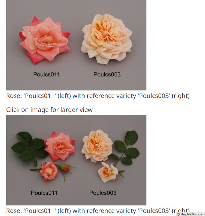 'POUlcs003' rose photo