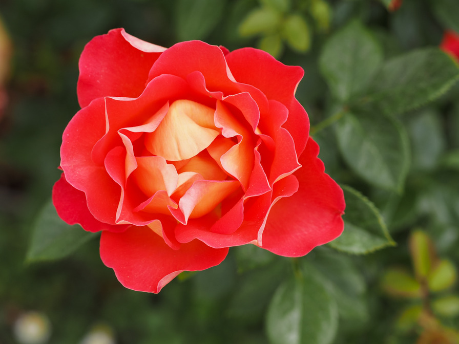 'DOReuke' rose photo