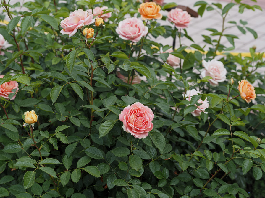 'KO 11/8224-01' rose photo