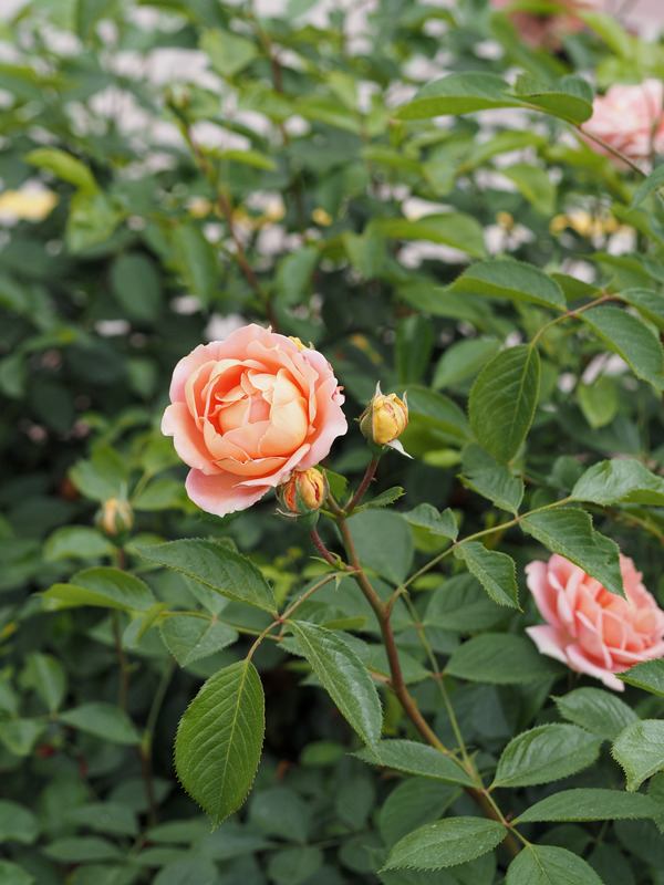 'KO 11/8224-01' rose photo