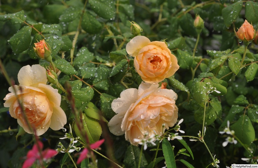 'Roald Dahl' rose photo