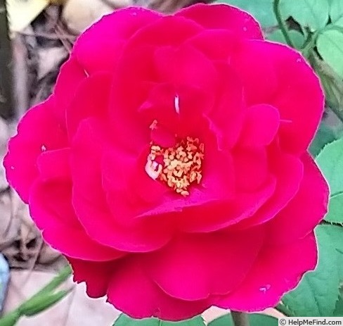 'Leonard Dudley Braithwaite ®' rose photo