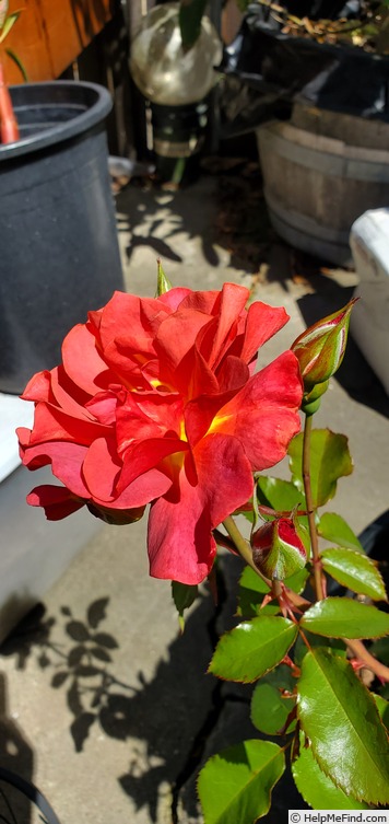 'Cinco de Mayo™ (floribunda, Carruth, 2006)' rose photo