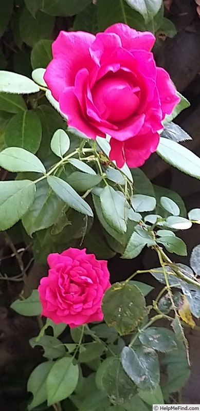 'DELcherot' rose photo