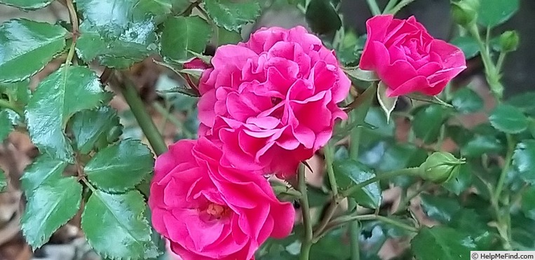 'Toscana (shrub, Kordes 1999)' rose photo