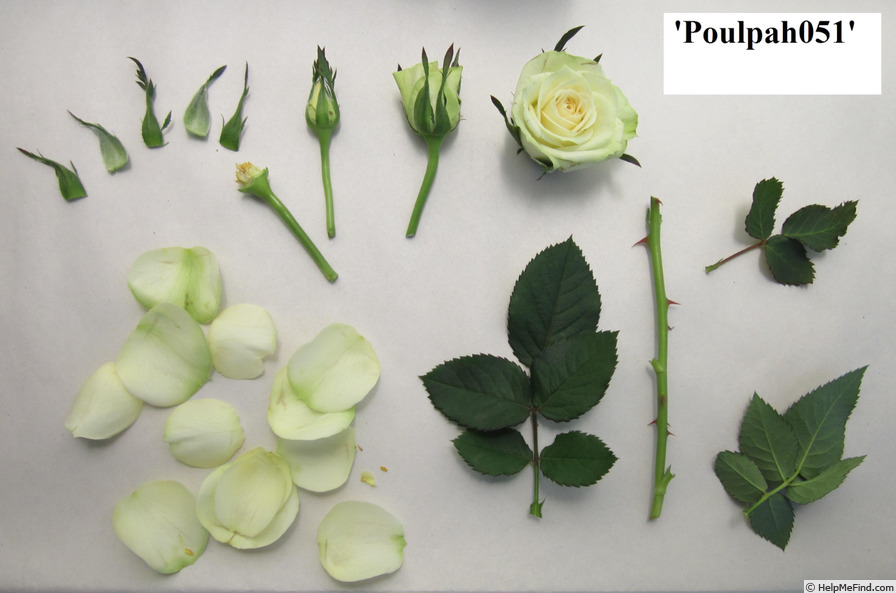 'Poulpah051' rose photo