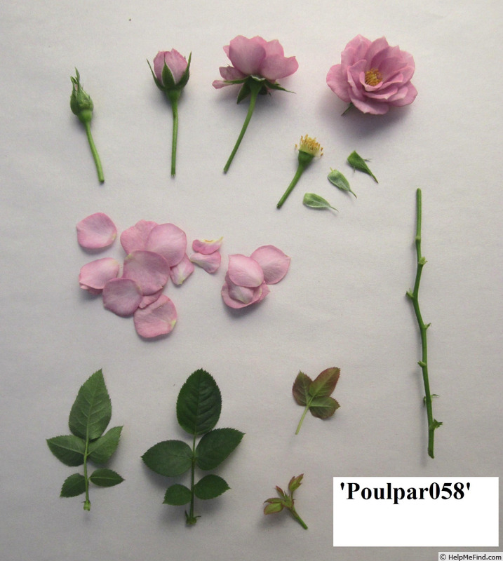 'Poulpar058' rose photo