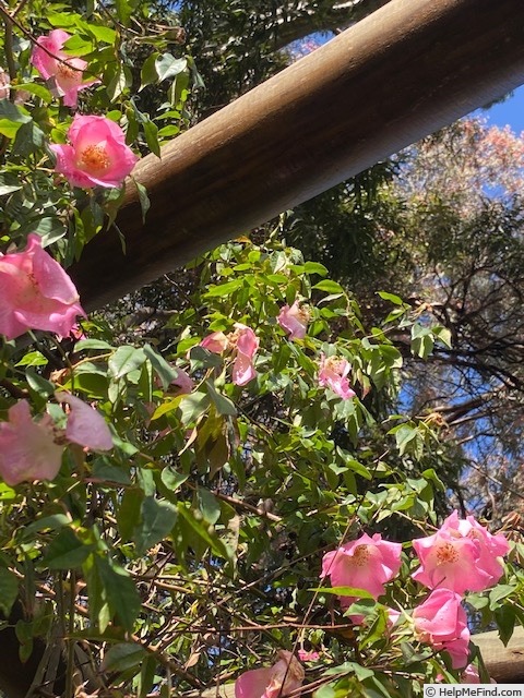 'Harbinger (climber, Clark, 1923)' rose photo