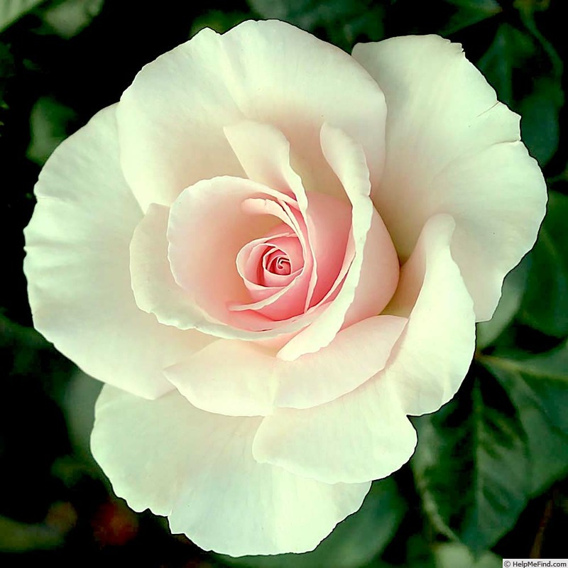 'Sweet Afton (hybrid tea, Armstrong & Swim, 1964)' rose photo