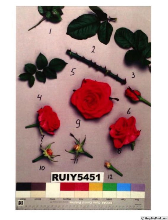 'RUIy5451' rose photo