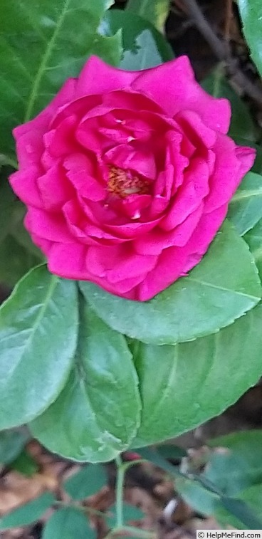 'DELcherot' rose photo