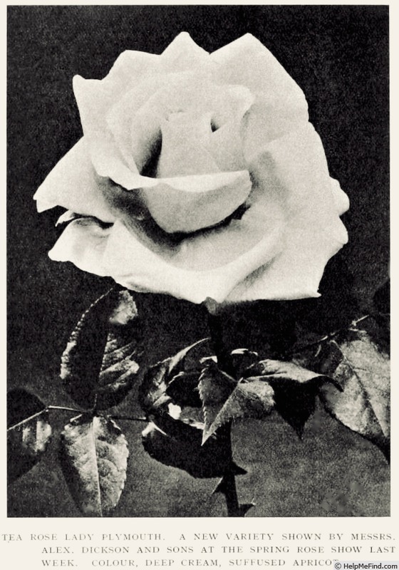 'Lady Plymouth' rose photo