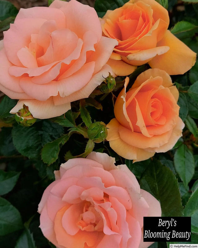 'Beryl's Blooming Beauty' rose photo
