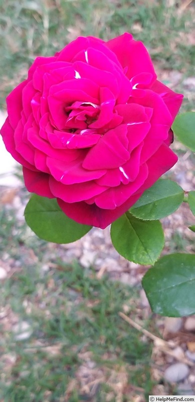 'Comtesse Diana ® (hybrid tea, Kordes, 2003/12)' rose photo