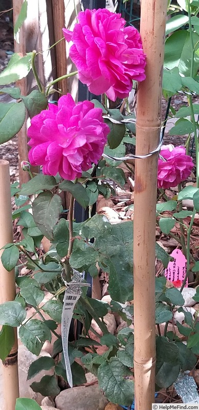 'Young Lycidas' rose photo