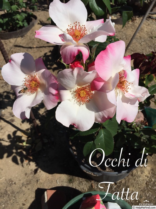 'Occhi di Fata ® (Floribunda, Barni, 2004)' rose photo