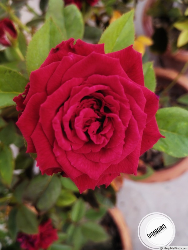 'Bimboro ®' rose photo