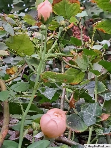 'Wollerton Old Hall' rose photo